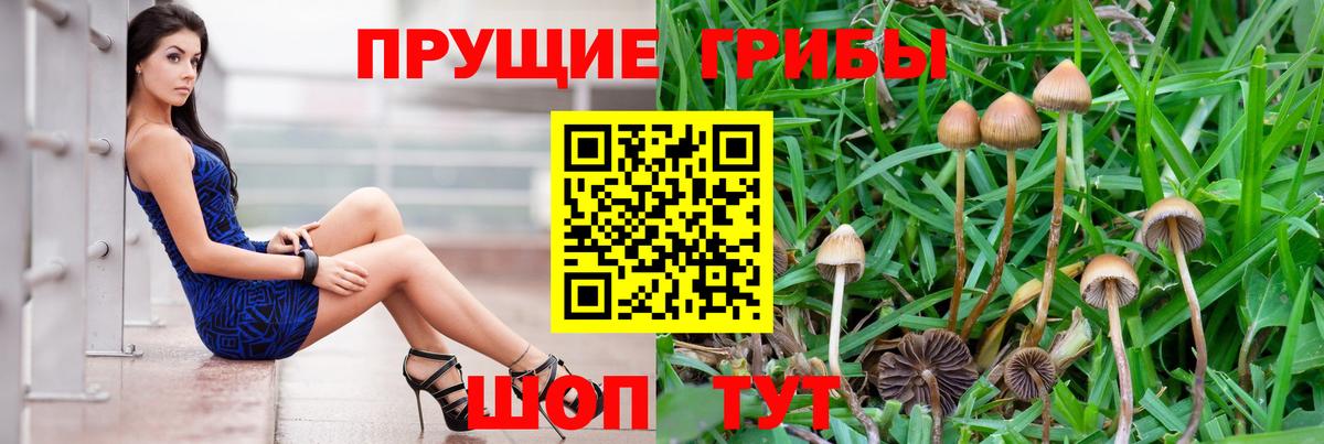 Псилоцибиновые грибы Cubensis Клинцы